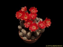 Echinocereus huitcholensis 1473